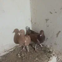 کفتر زرد|پرنده|زهک, |دیوار