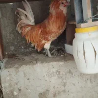 خروس لهستانی