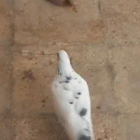 گم شده|حیوانات|سراوان, |دیوار