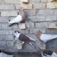 کفتر  رنگی  نقش دوری