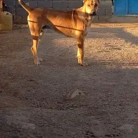 حیون نسل دار|سگ|تربت جام, جامرود|دیوار