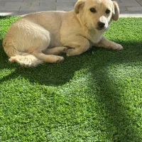 واگذاری|سگ|یزد, |دیوار