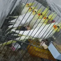 عروس هلندی گم شده