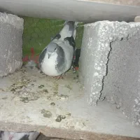 باسلام دوجوفت چادری پرنده عالی