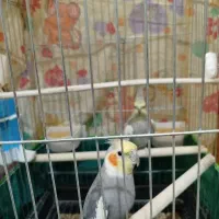 جفت به ضمانت تخم و جوجه