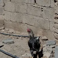 خروس لاری مایل به معاوضه