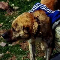 سگ خراسانی|سگ|قوچان, |دیوار