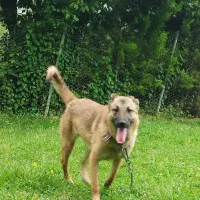 توله سرابی چوپانی