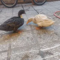 دو عدد اردک فروشی|حیوانات مزرعه|قائن, |دیوار