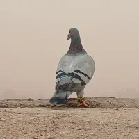 پررشی ضربه