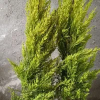 گلهای آپارتمانی لوکس