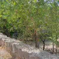 ۲۵۰متر باغچه نقلی