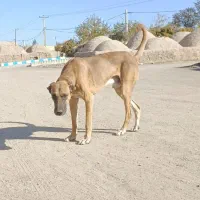 سگ افغان نر|سگ|کرمان, |دیوار