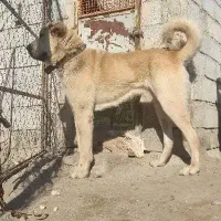 نر ۲۳ماهه|سگ|سلماس, |دیوار