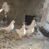 کفترصیدپرشی