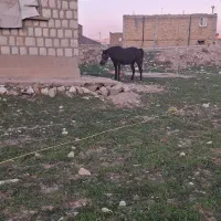 مادیان کرد|اسب و تجهیزات اسب‌سواری|کرمانشاه, |دیوار