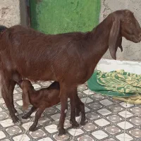 بز مری