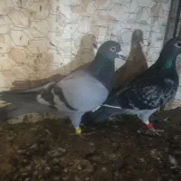 مسافتی و پرشی