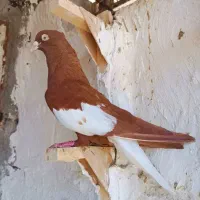 سرک سرخ دم سفید|پرنده|شیراز, ریاستی|دیوار