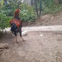 خروس لاری جوجه کش