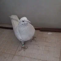 کبوترگرفتنی