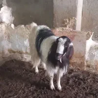 فروشی|حیوانات مزرعه|جلگه رخ, |دیوار