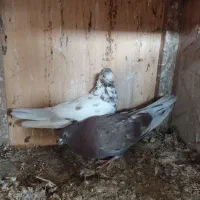 کبوتر پرشی تعداد|پرنده|قائم‌شهر, |دیوار