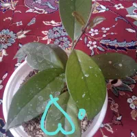 گل طبیعی فروشی|گل و گیاه طبیعی|قائن, |دیوار