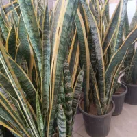 گل سانسوریا گلدان ۱۰ پر قد ۱۲۰|گل و گیاه طبیعی|قرق, |دیوار