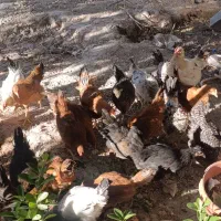 جوجه خونگی مرغ خروس