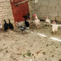 خروس و ماکیان سراوان