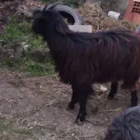 بز ۱۰ماهه ...چاق|حیوانات مزرعه|تنکابن, |دیوار