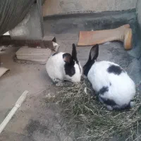 خرگوش زیبا ۲ عدد|موش و خرگوش|دزفول, |دیوار