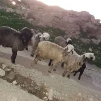 میش داشتی|حیوانات مزرعه|مسجد سلیمان, |دیوار