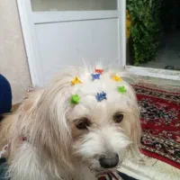 سگ فانتزی|سگ|مرودشت, ابوذر جنوبی|دیوار