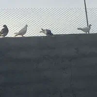تیلر زنی با قیمت مناسب