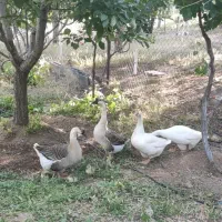 تخم نطفه دار قوغاز اصلی