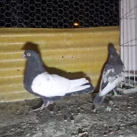 بهبهانی