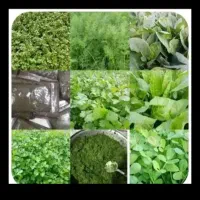 سبزی خورشتی