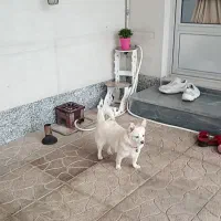 توله16ماهه، چهارتا واکسن کانادایی زده شده