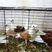 جوجه دوکتی پلاکی