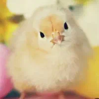 جوجه یه روزه بوقلمون و مرغ