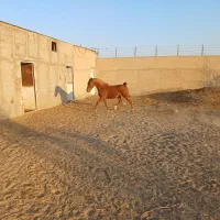 اسب مادیون کره دیو دلاور