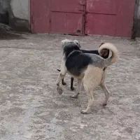 واگذاری سگ نگهبان