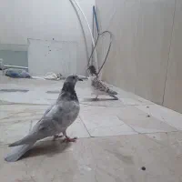 کبوتر پرشی|پرنده|ساوه, |دیوار