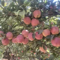 سیب قرمز درجه یک