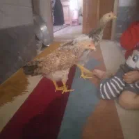 جوجه|حیوانات مزرعه|قم, نیروگاه|دیوار