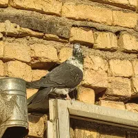 کفتر سوسکی و