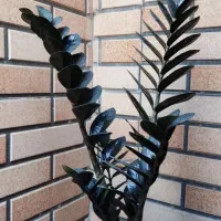 زاموفیلیا سوپر بلک اصل|گل و گیاه طبیعی|قم, هفت تیر|دیوار