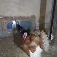 ۲عددبوقلمون